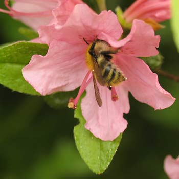 Jörg Sedl, Fotos aus dem Garten, Biene auf Azaleenblüte