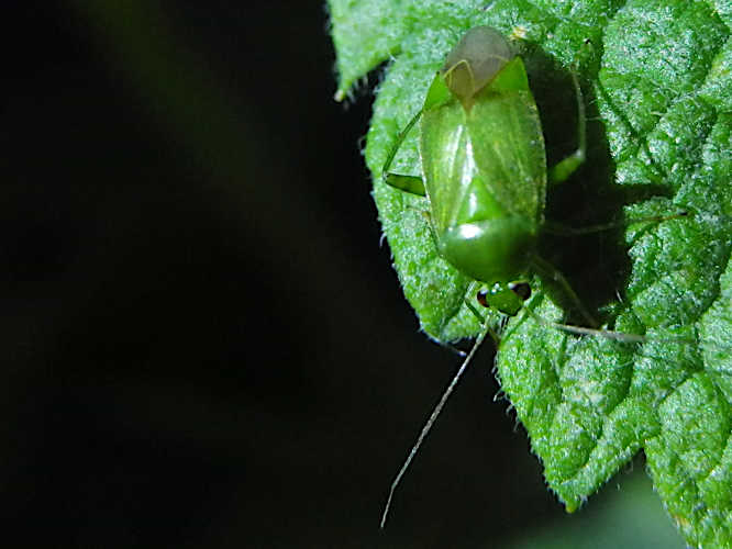 Grüne Futterwanze (Lygocoris pabulinus)